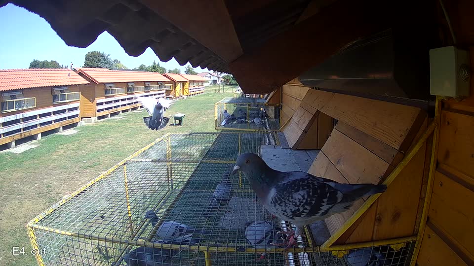 Pigeon Arrival Image For Race Race 2