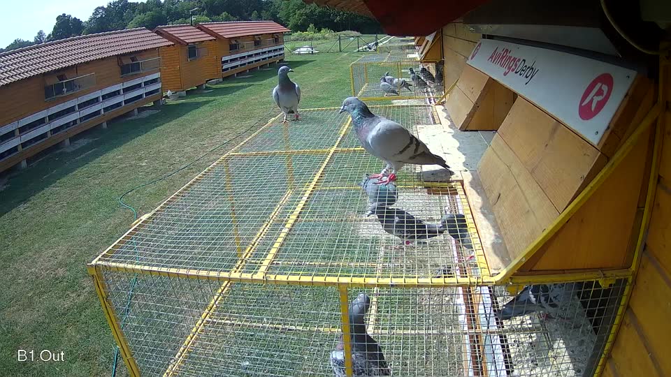 Pigeon Arrival Image For Race Race 3
