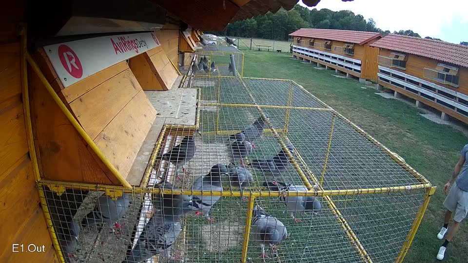 Pigeon Arrival Image For Race Race 4