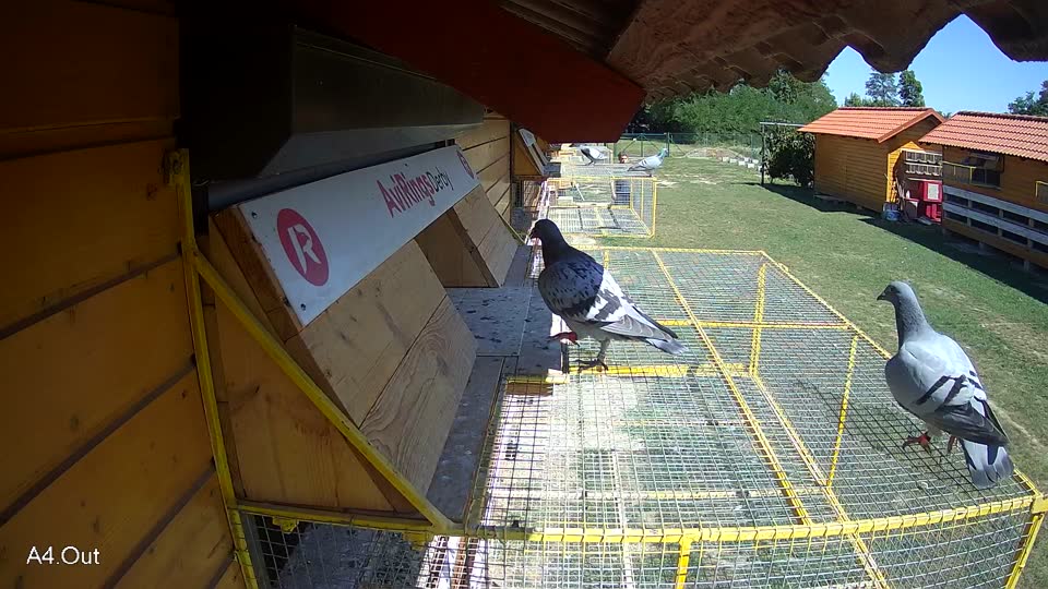 Pigeon Arrival Image For Race Race 5