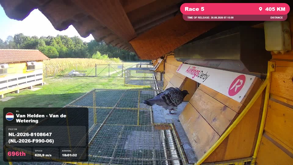 Pigeon Arrival Image For Race Race 5