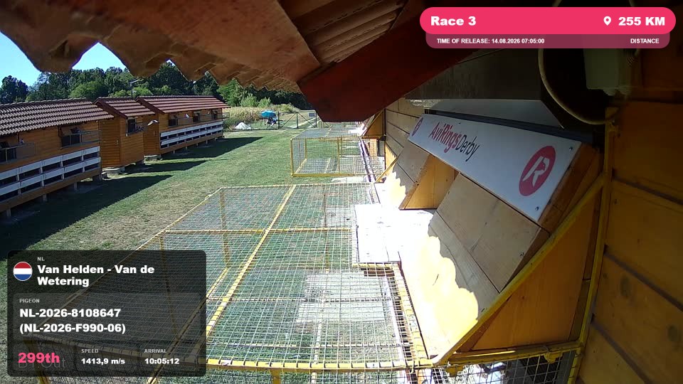 Pigeon Arrival Image For Race Race 3