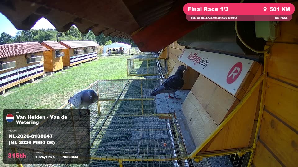 Pigeon Arrival Image For Race Final Race 1/3