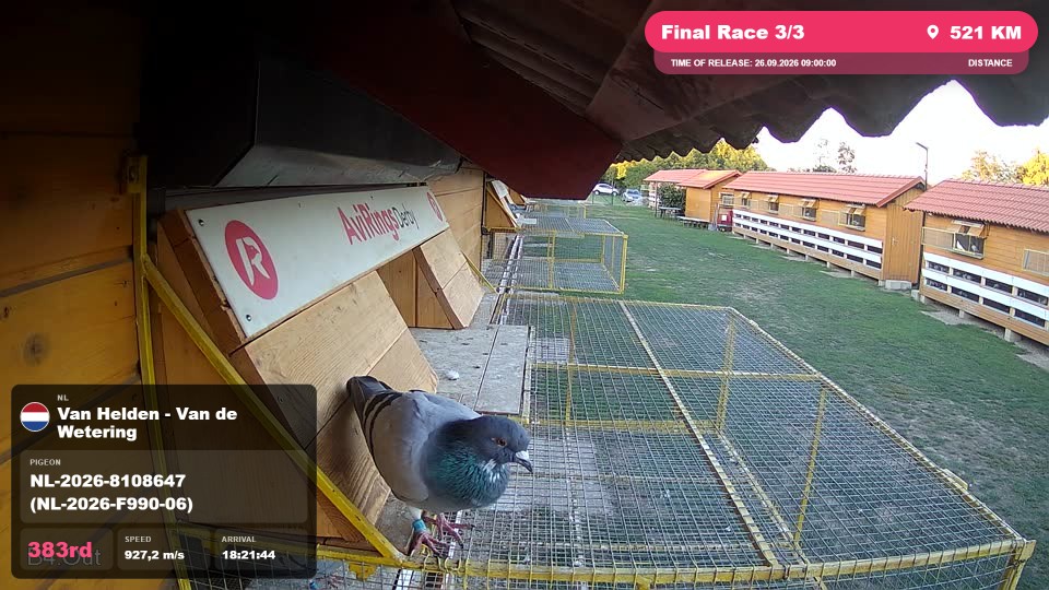 Pigeon Arrival Image For Race Final Race 3/3