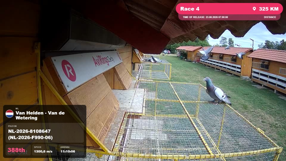 Pigeon Arrival Image For Race Race 4