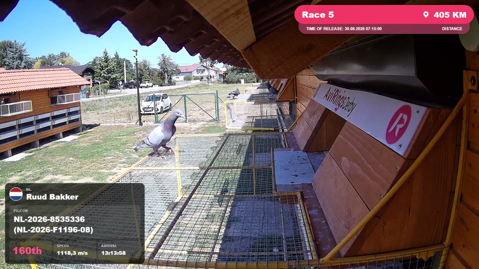 Pigeon Arrival Image For Race Race 5