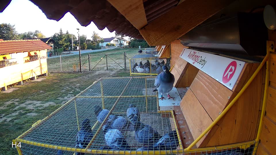 Pigeon Arrival Image For Race Race 3