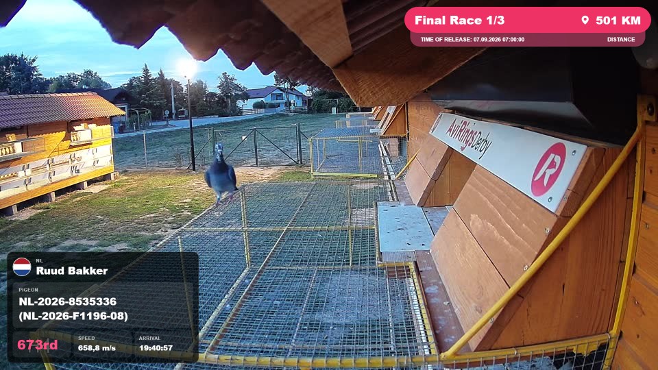 Pigeon Arrival Image For Race Final Race 1/3