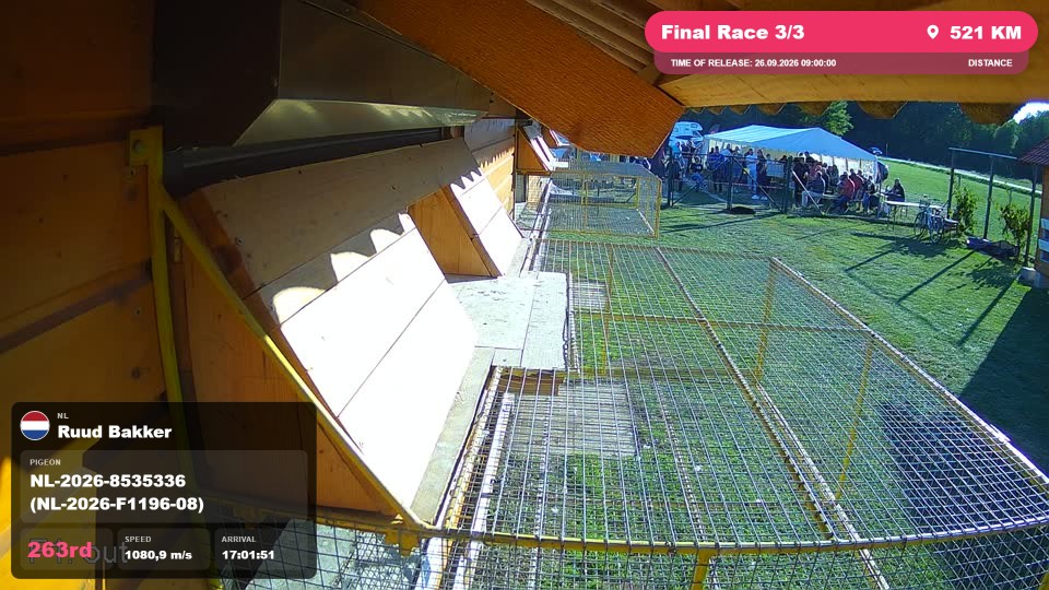 Pigeon Arrival Image For Race Final Race 3/3