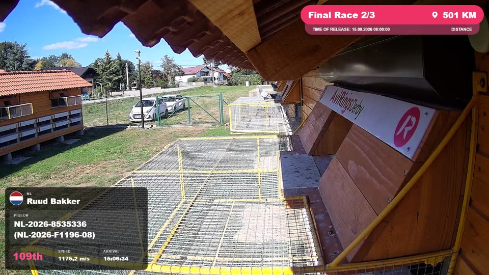 Pigeon Arrival Image For Race Final Race 2/3