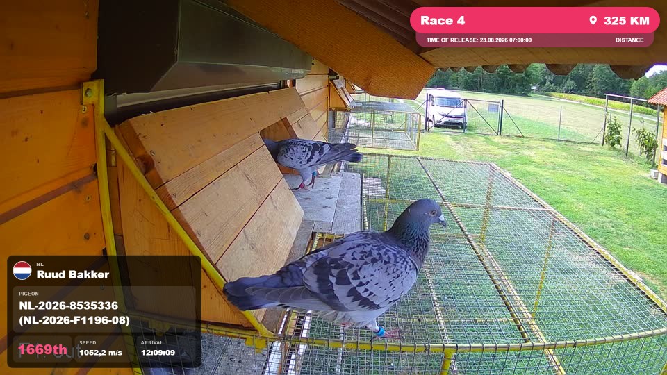 Pigeon Arrival Image For Race Race 4