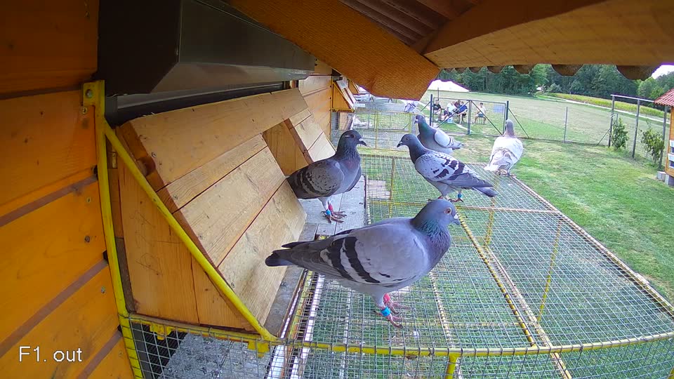Pigeon Arrival Image For Race Race 5