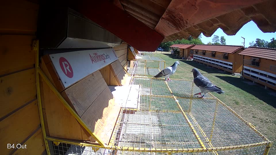 Pigeon Arrival Image For Race Race 3