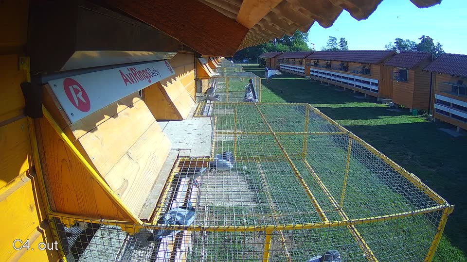 Pigeon Arrival Image For Race Race 5