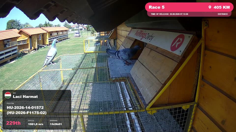 Pigeon Arrival Image For Race Race 5