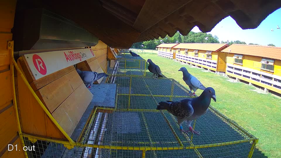Pigeon Arrival Image For Race Race 2