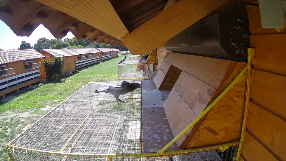 Pigeon Arrival Image For Race Race 5