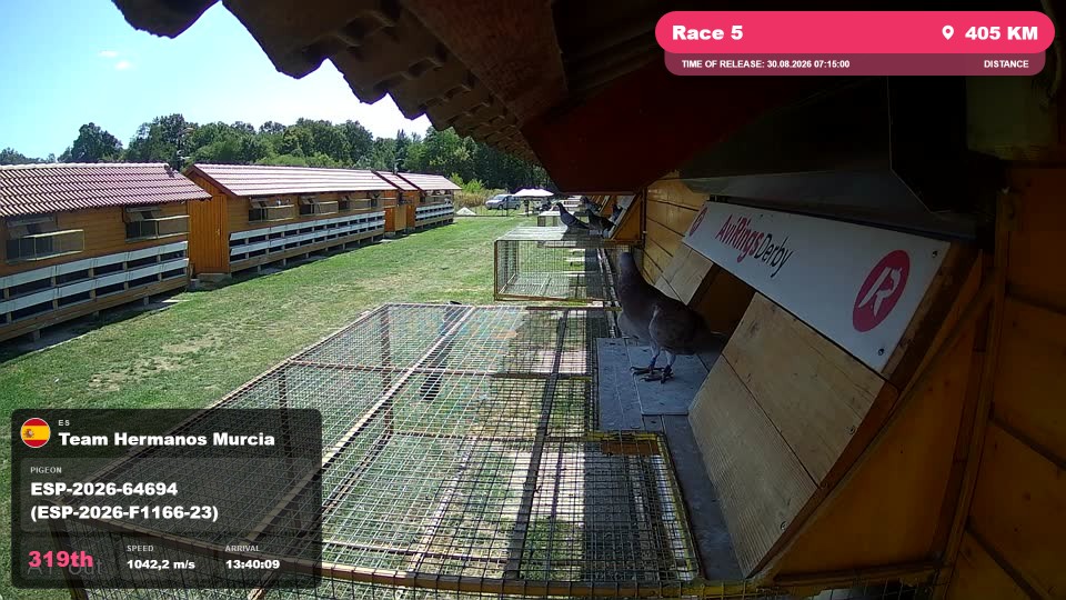 Pigeon Arrival Image For Race Race 5