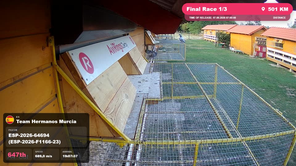 Pigeon Arrival Image For Race Final Race 1/3