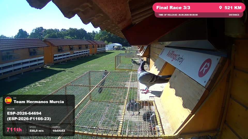 Pigeon Arrival Image For Race Final Race 3/3