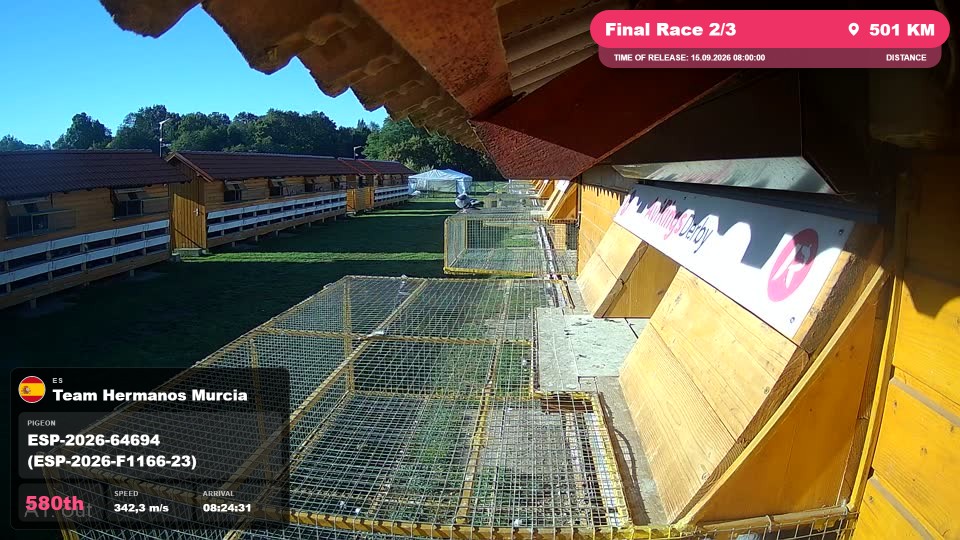 Pigeon Arrival Image For Race Final Race 2/3