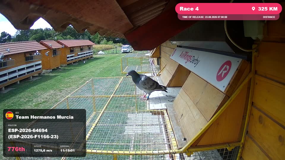 Pigeon Arrival Image For Race Race 4