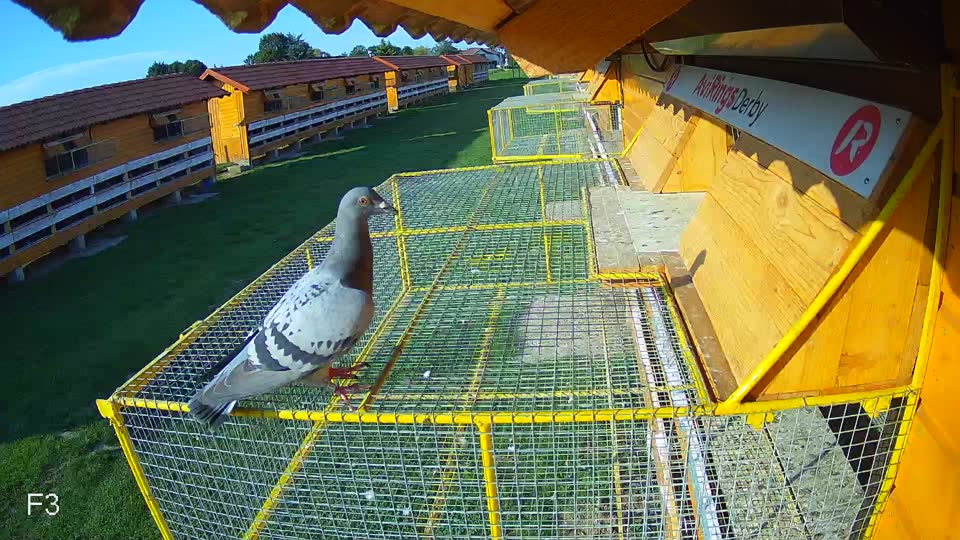 Pigeon Arrival Image For Race Race 6