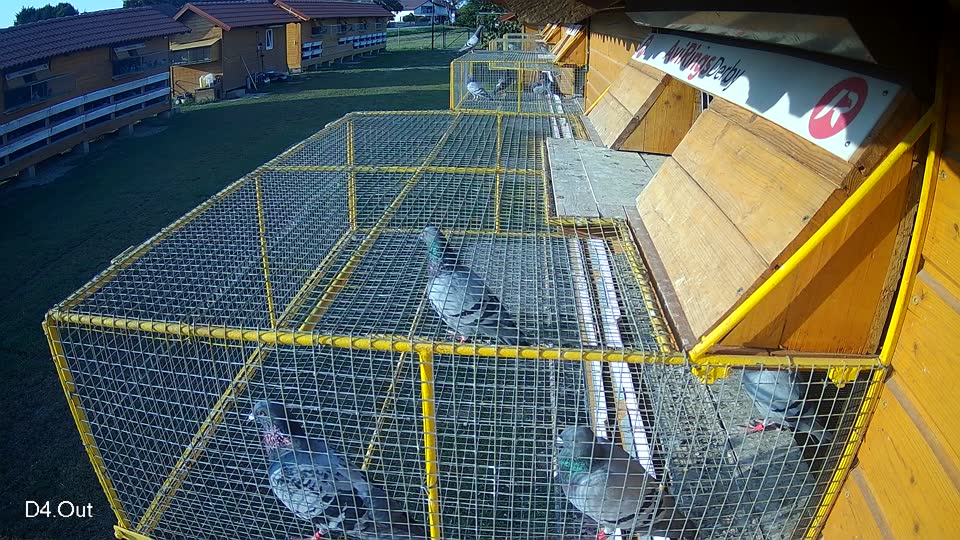 Pigeon Arrival Image For Race Race 3
