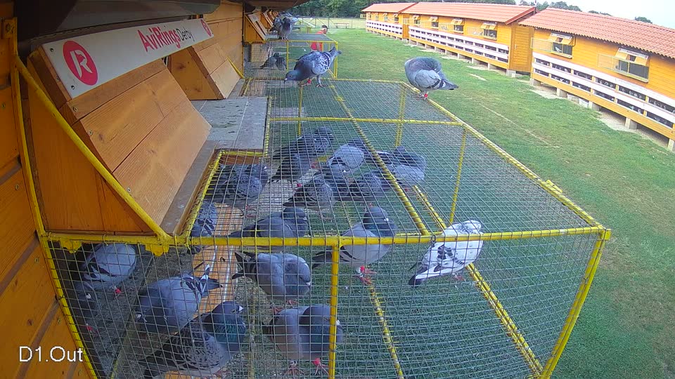 Pigeon Arrival Image For Race Race 4