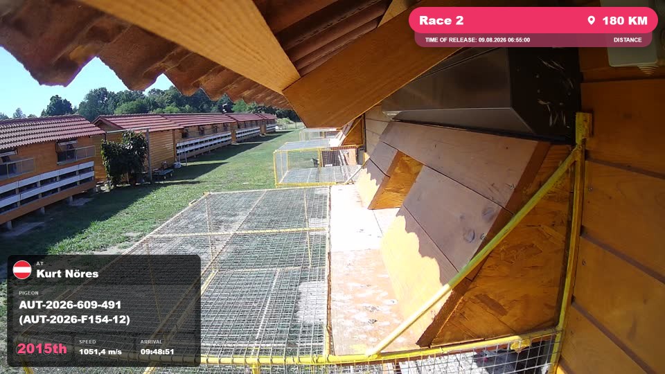Pigeon Arrival Image For Race Race 2