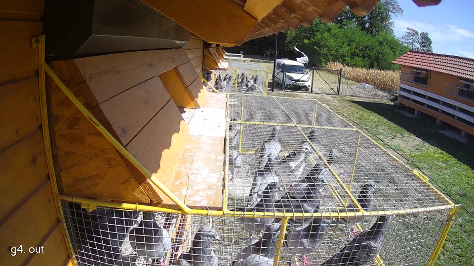Pigeon Arrival Image For Race Race 3