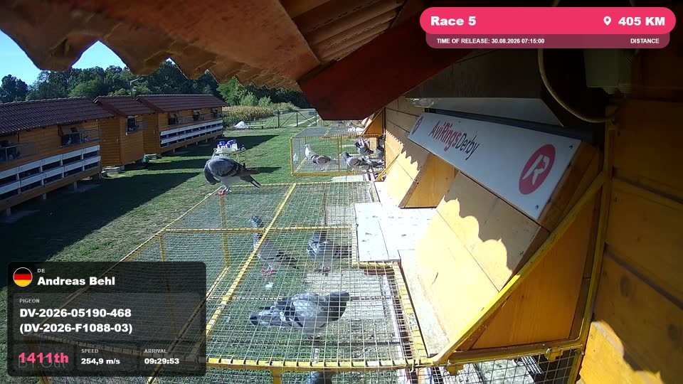 Pigeon Arrival Image For Race Race 5
