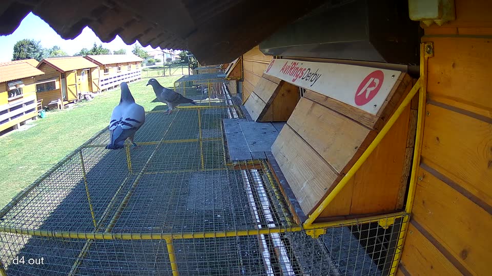 Pigeon Arrival Image For Race Race 3