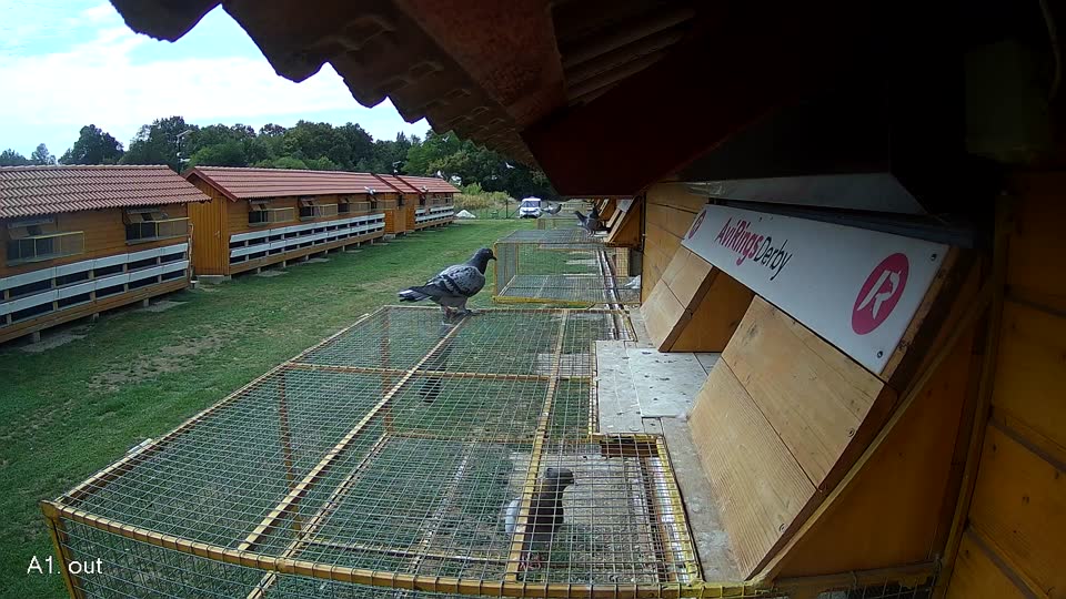 Pigeon Arrival Image For Race Race 4
