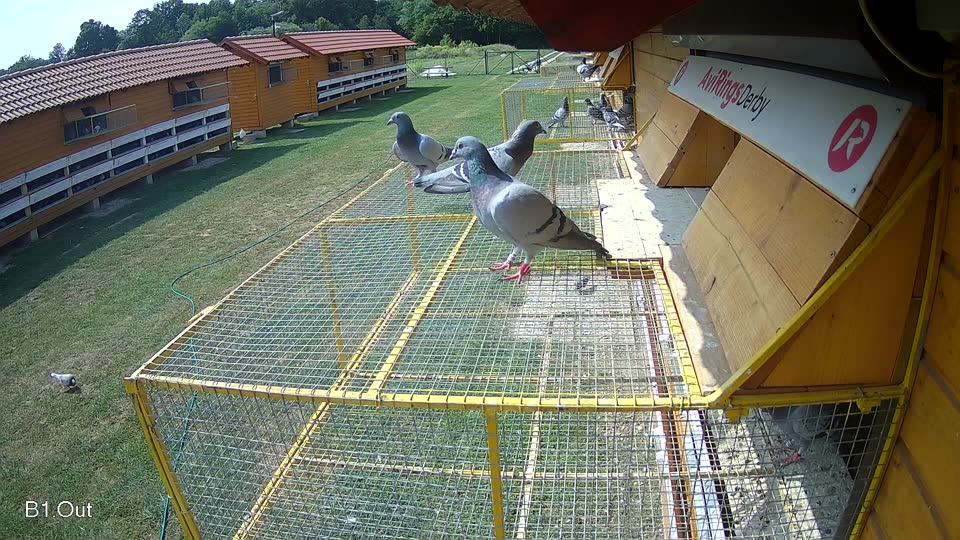 Pigeon Arrival Image For Race Race 3