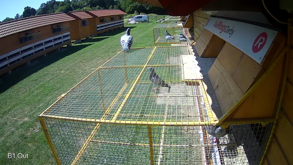 Pigeon Arrival Image For Race Race 2
