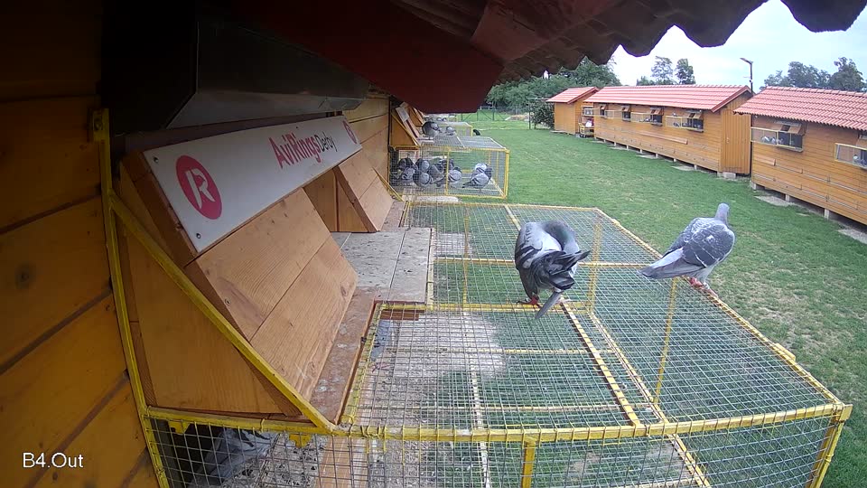 Pigeon Arrival Image For Race Race 6