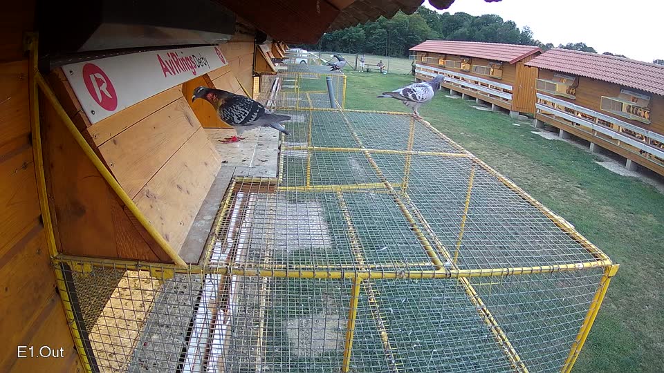 Pigeon Arrival Image For Race Race 4