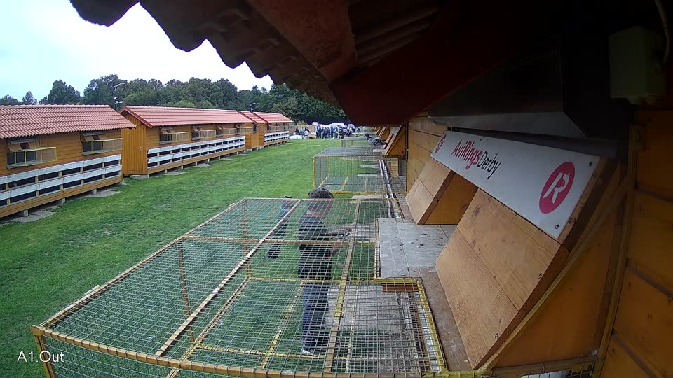 Pigeon Arrival Image For Race Final race 3
