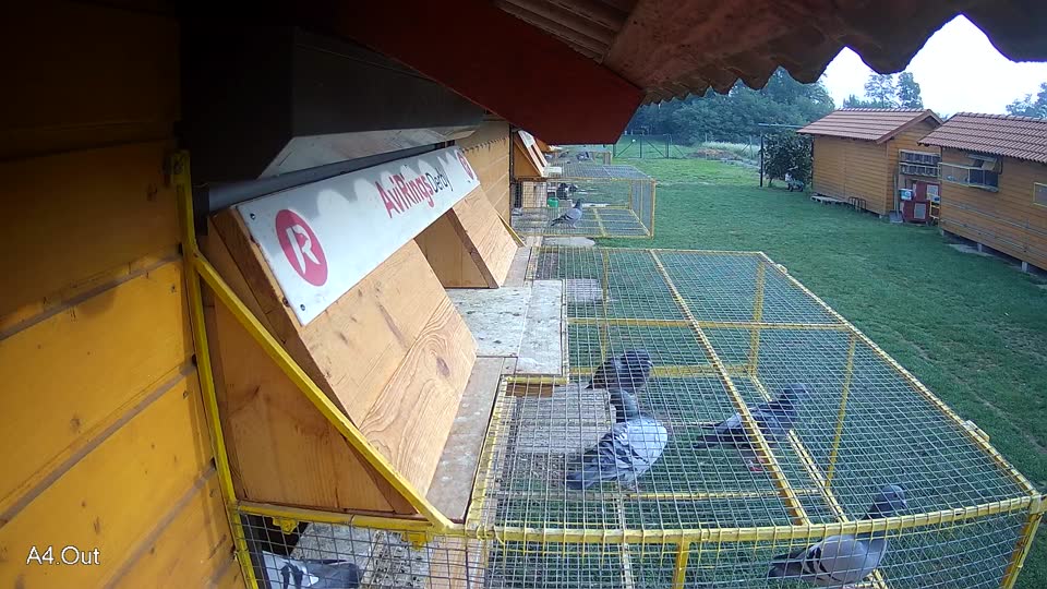 Pigeon Arrival Image For Race Final race 1