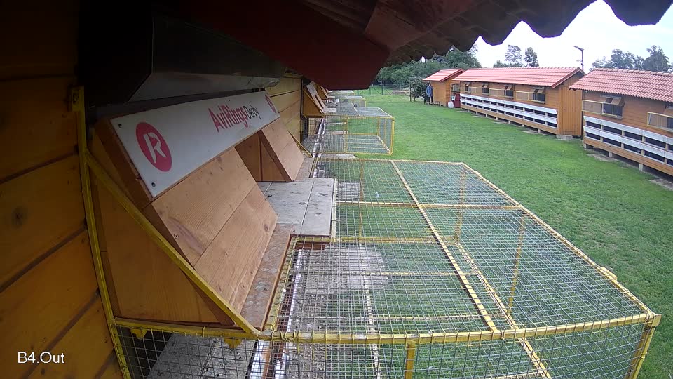 Pigeon Arrival Image For Race Final race 2