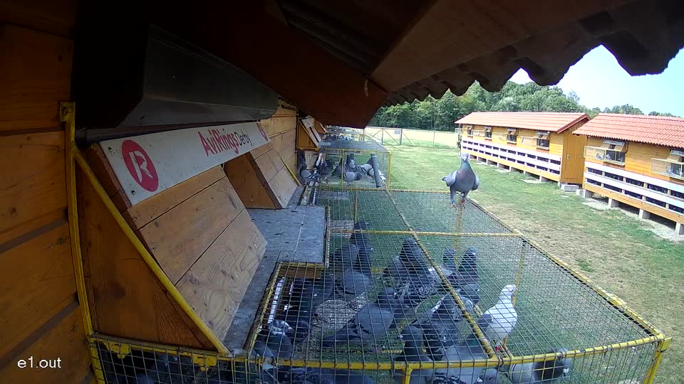 Pigeon Arrival Image For Race Race 1