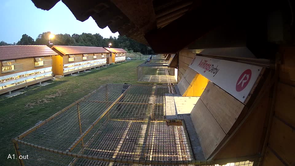 Pigeon Arrival Image For Race Race 5