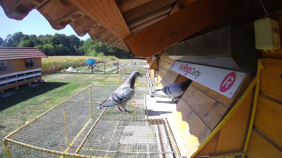 Pigeon Arrival Image For Race Race 3