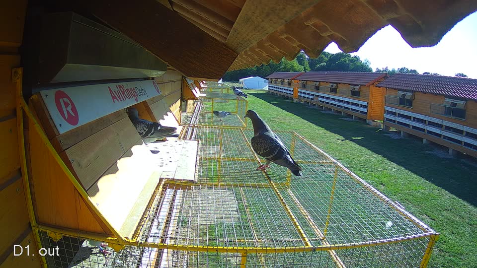 Pigeon Arrival Image For Race Final Race 1/3