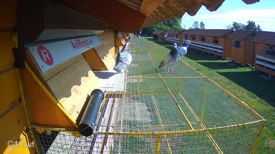 Pigeon Arrival Image For Race Race 2