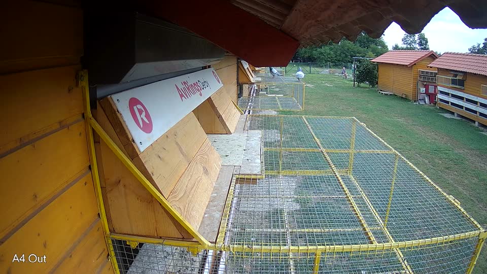 Pigeon Arrival Image For Race Race 3