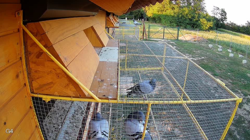 Pigeon Arrival Image For Race Race 5