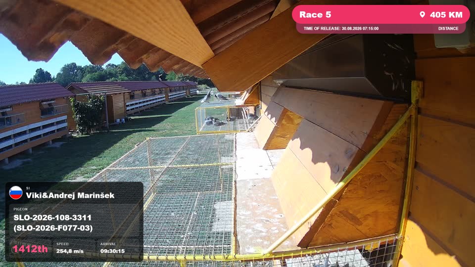 Pigeon Arrival Image For Race Race 5