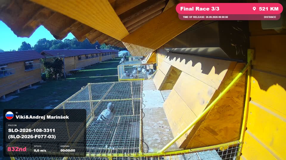 Pigeon Arrival Image For Race Final Race 3/3